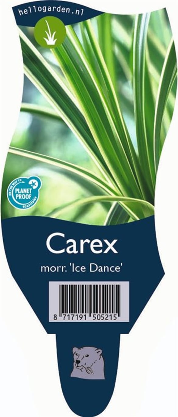 Carex morrowii 'Ice Dance' - P11
